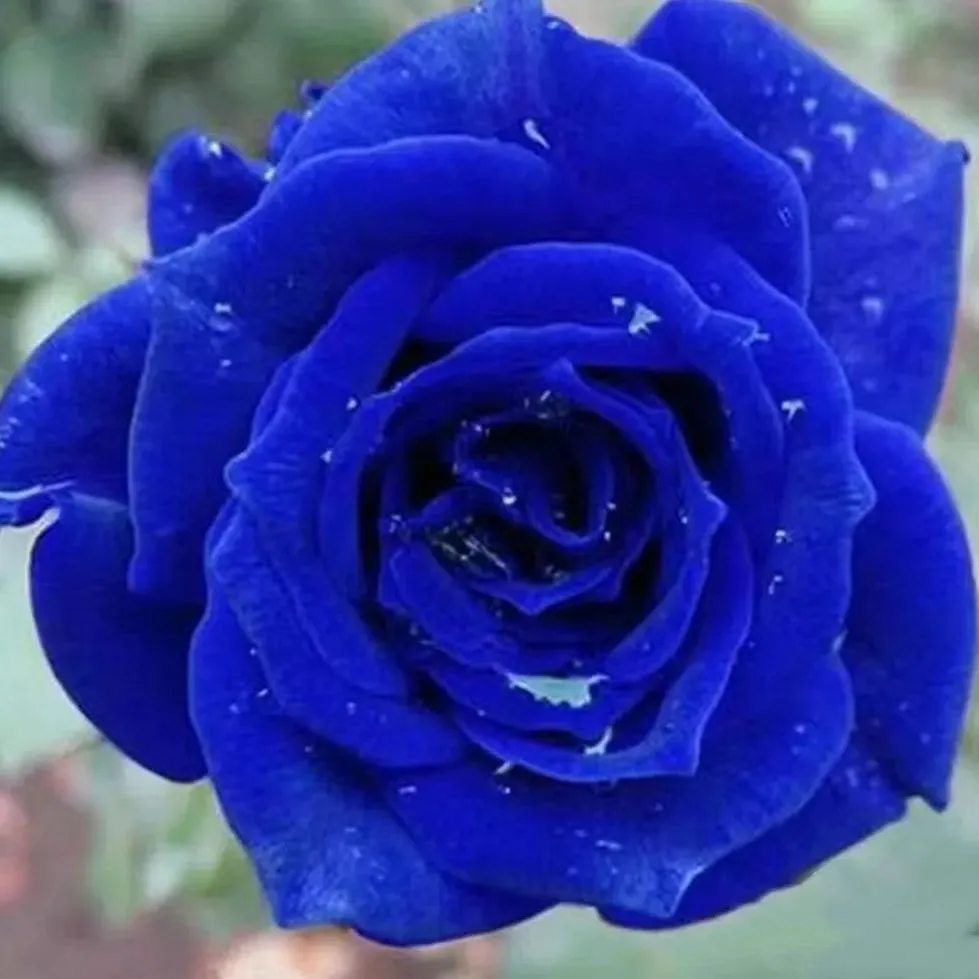 Blue Enchantress Rose Seeds