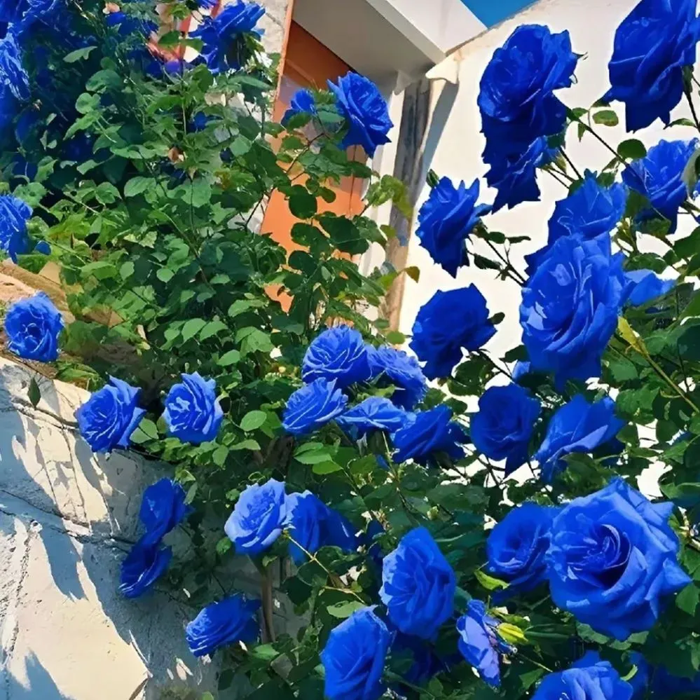 Blue Enchantress Rose Seeds