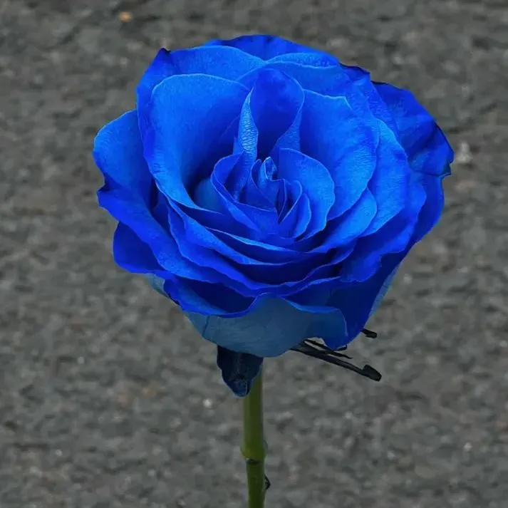 Blue Enchantress Rose Seeds